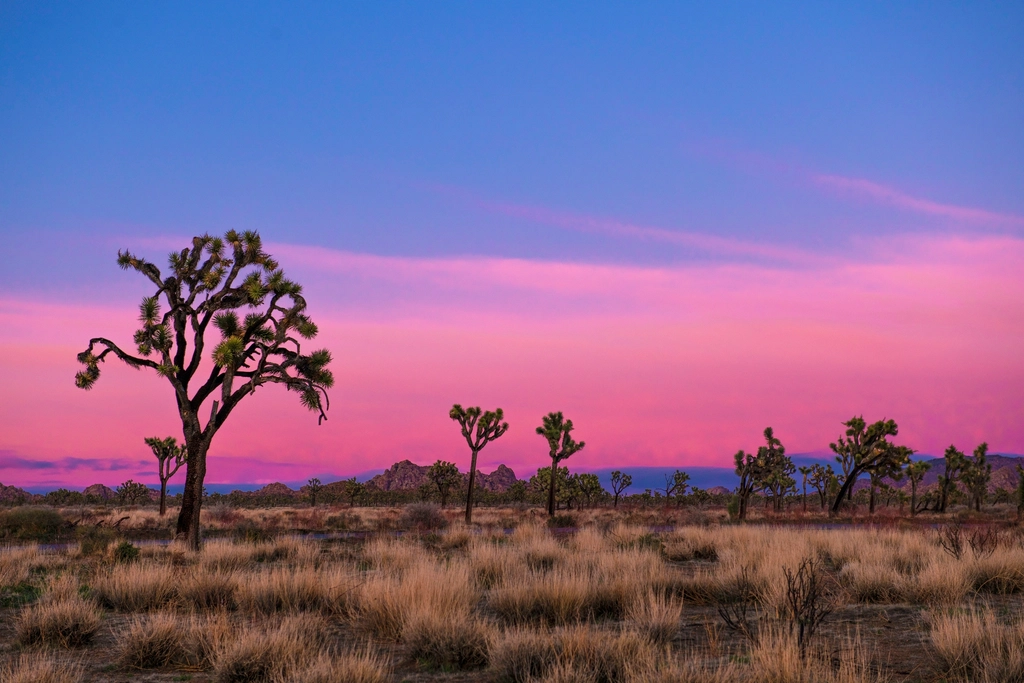 Joshua Tree National Park on of California's Top 10 Must-Visit Destinations